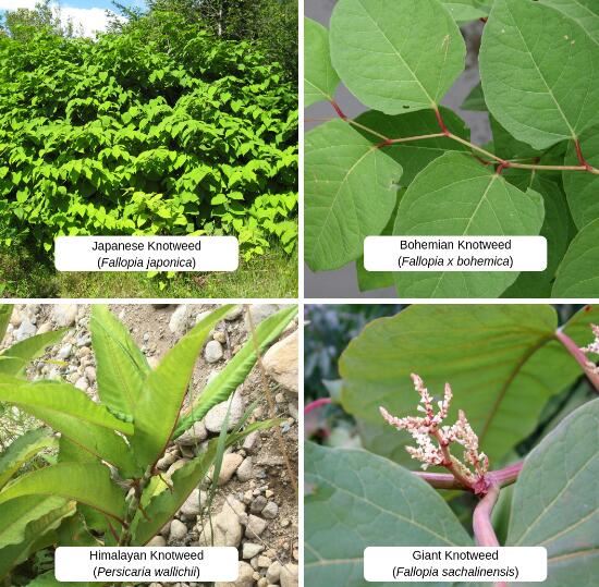 giant knotweed vs japanese knotweed giant knotweed vs japanese knotweed