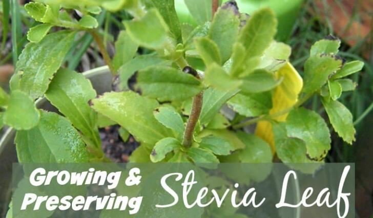 How to make stevia syrup